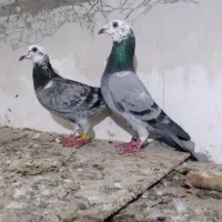 کله سفید  وطوقی