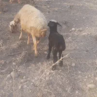 میش بره|حیوانات مزرعه|پاپی, |دیوار