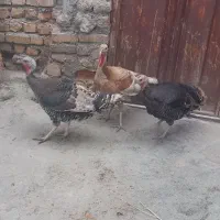 فروش سه عددبوقلمون ماده