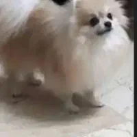 واگذاری پامر