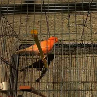 قناری نر مست