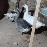 غازنروماده
