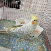 یک جفت عروس هلندی اهلی|پرنده|ملکان, |دیوار