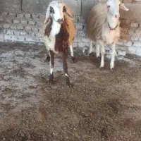 دوراس ماده بروجردی آث