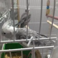 عروس هلندی جفت|پرنده|مشهد, امیرآباد|دیوار