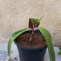 چند گل طبیعی.هدیه روز مادر|گل و گیاه طبیعی|تبریز, |دیوار