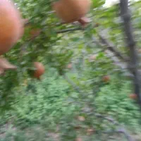 اجاره انار مرغوب چشمه علی|عمده‌فروشی|قم, پردیسان|دیوار