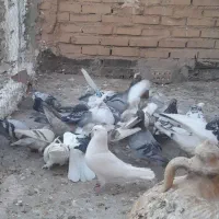 کفتر پرشی ۳۰تابه شرط سالمو سلامت