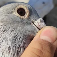 کفتر اغون مسافتی|پرنده|مشهد, ثامن|دیوار