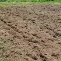 شخم زنی باغ با کلتیواتور