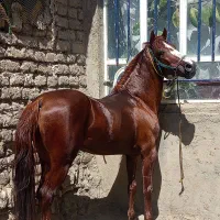 اسب نریون ۶ساله|اسب و تجهیزات اسبسواری|پیرانشهر, |دیوار