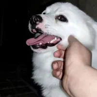 پامر اشمیتز نر  یکساله