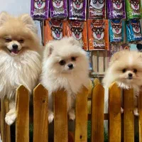 توله پامرانین خرسی بوفیس