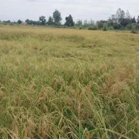 کارگر کارهای باغی و قیره در خدمت باغ داران