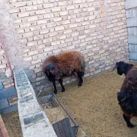 قوچه 2 ساله|حیوانات مزرعه|مه ولات, |دیوار