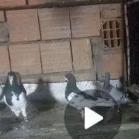 باسلام کبوترنقش رنگی