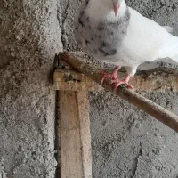 توقی|پرنده|باوی, |دیوار