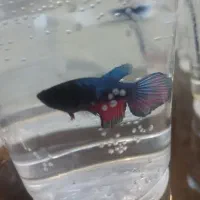 فایتر|ماهی|همدان, |دیوار