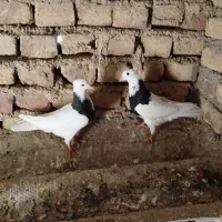 کبوتر رنگی|پرنده|آشخانه, |دیوار