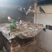 کبوتران پرشی خوش خال