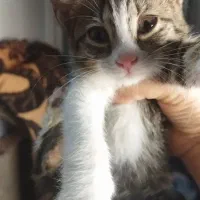 بچه گربه دوماهه دختر