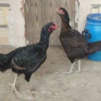 ۳مرغ لاری و محلی  و عروس هلندی ۳عدد