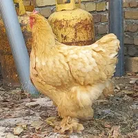 تک مرغ برهما|حیوانات مزرعه|تهران, جیحون|دیوار