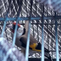 سره بهاره استانه|پرنده|شازند, |دیوار