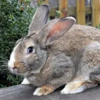 حیوان .... خرگوش نژاد سنگین|موش و خرگوش|خواف, |دیوار