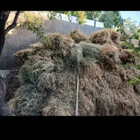 یونجه