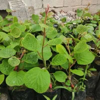 نهال کیوی قلم شده راهنما محله