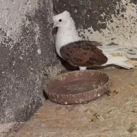 پشتار نر مهر