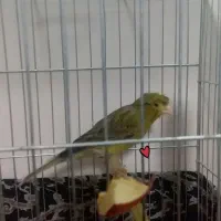 پرنده قناری کلاهی