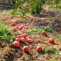 انار درجه یک|عمدهفروشی|کوهنانی, |دیوار