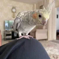 گمشده