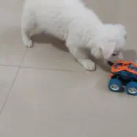 پامرین|سگ|تهران, جنت‌آباد مرکزی|دیوار