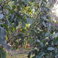 نهالستان انواع رقم گردو و بادام پربار پالیز|خدمات باغبانی و درختکاری|شهرکرد, |دیوار