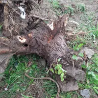 فروش ریشه درخت|خدمات باغبانی و درختکاری|رشت, پسیخان|دیوار