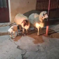 3عدت  شک اول شکم دوتا زاید یکی بره گرفت