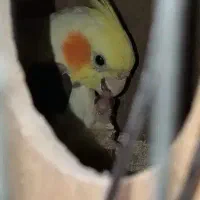 فنچ،مرغ عشق قناری ...