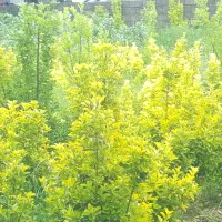 شمشاد طلایی سر حال