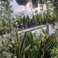 گلکده سام سیاهکل|گل و گیاه طبیعی|سیاهکل, |دیوار