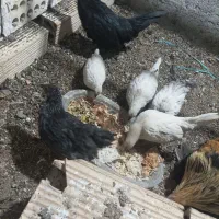 مرغ خروس زینتی همراه با جوجه هاش|حیوانات مزرعه|ورامین, ورامین|دیوار