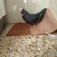 کبوتر|پرنده|مسجد سلیمان, |دیوار