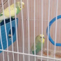 فروش دو عدد مرغ عشق با قفس|پرنده|ملکشاهی, |دیوار