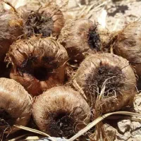 پیاز زعفران