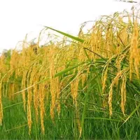 مزرعه برنجکاری|فروش زمین و ملک کلنگی|لنگرود, |دیوار