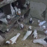 طوقی هفت‌رنگ|پرنده|مشهد, شیرودی|دیوار