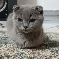 اسکاتیش فولد معاوضه با مشابه