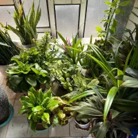 فروش گلهای زینتی